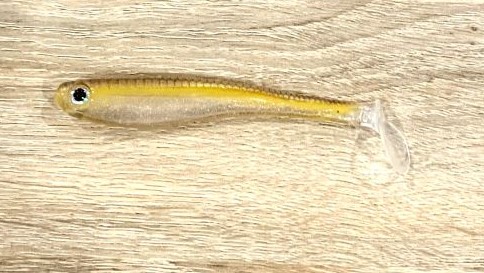 6 INCH HOLLOW SHADS GOLD SHAD