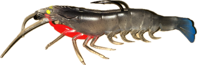 SHADS 6 INCH FUZ PRAWN PRERIGGED BLACK BACK BLUE TAIL